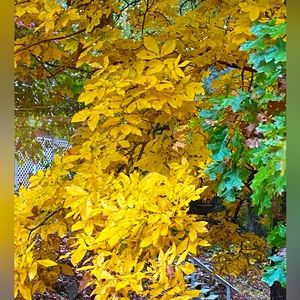 🍁It’s Fall!🍁